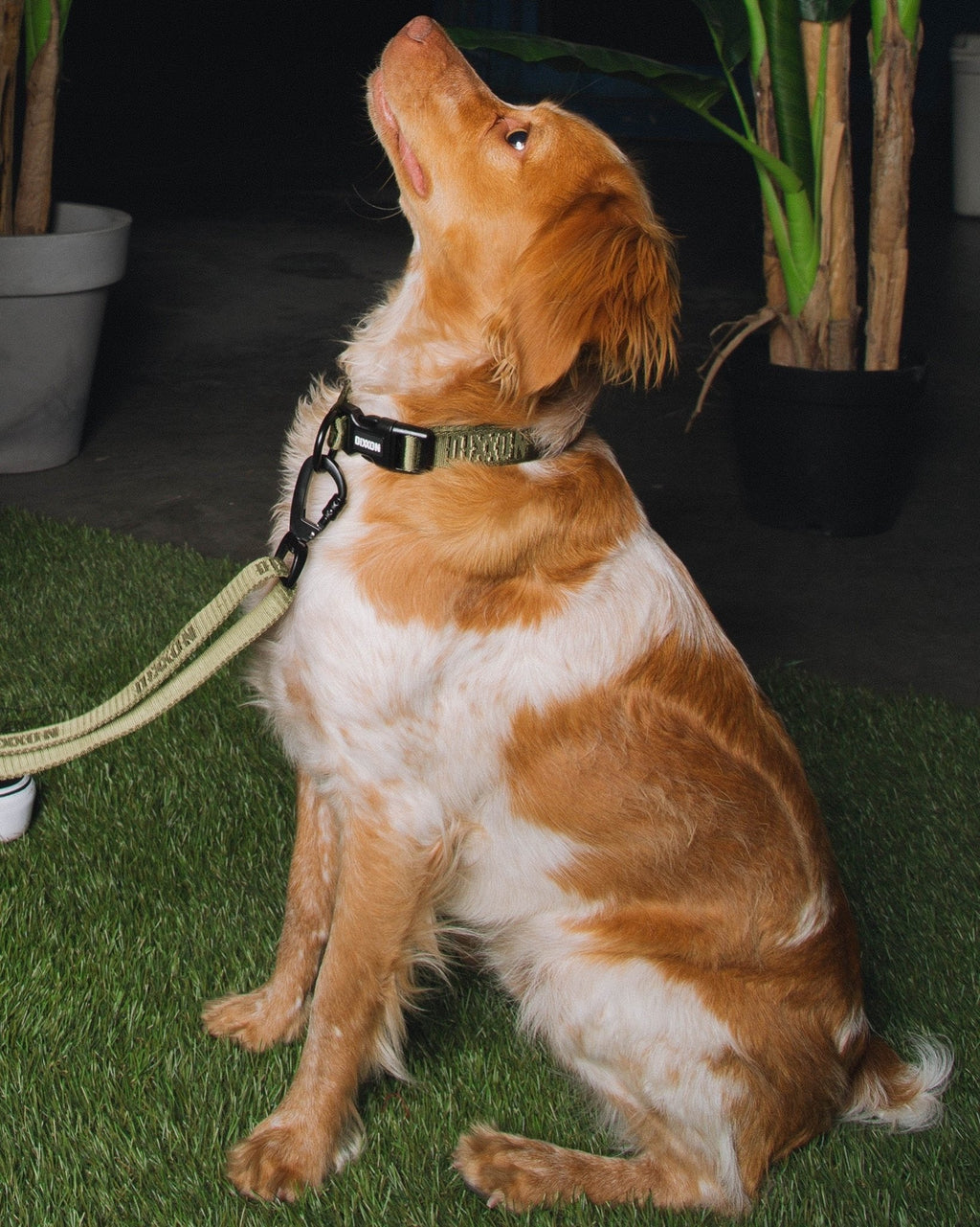 Dixxon Dog Collar - O.D. Green