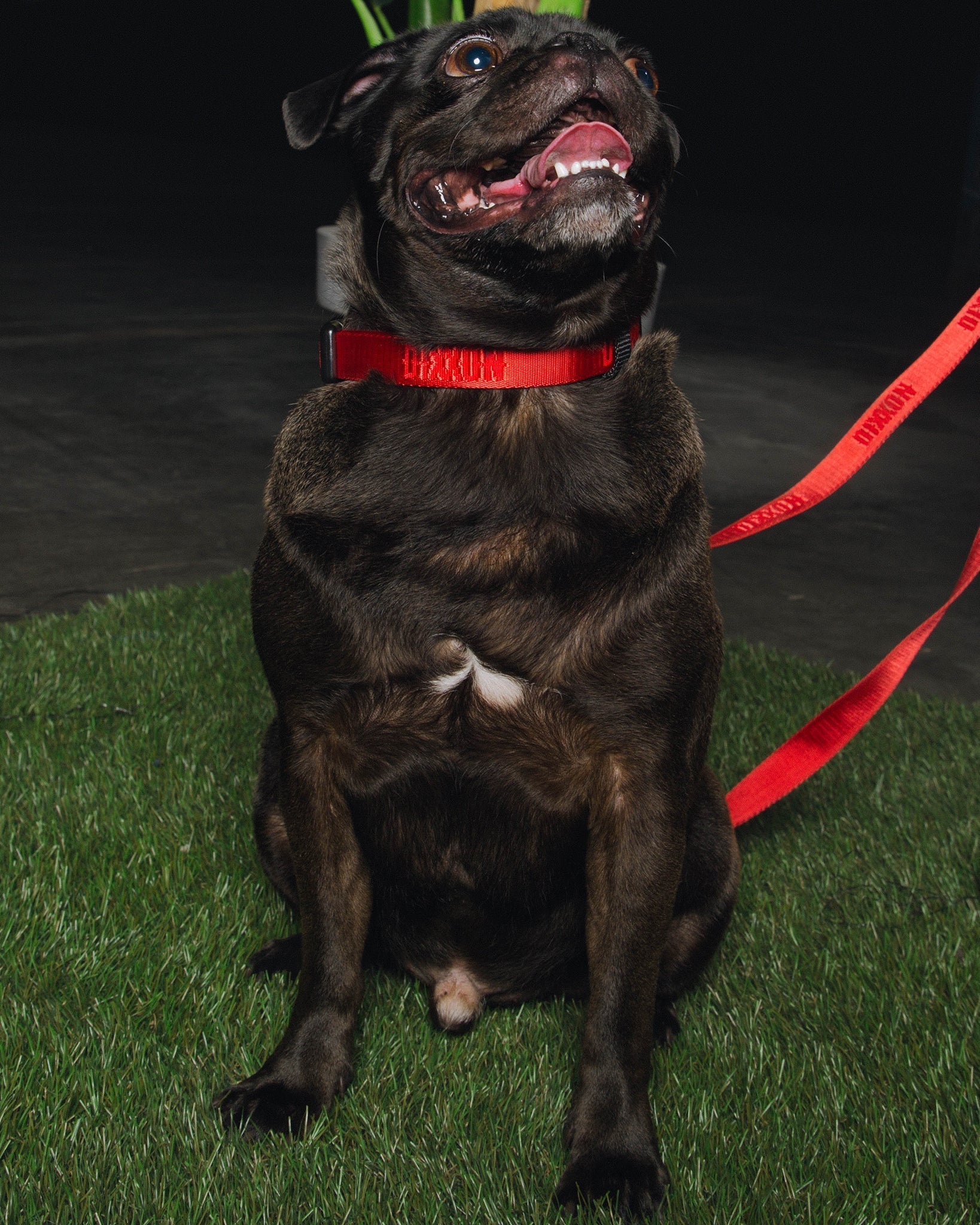 Dixxon Dog Collar - Red