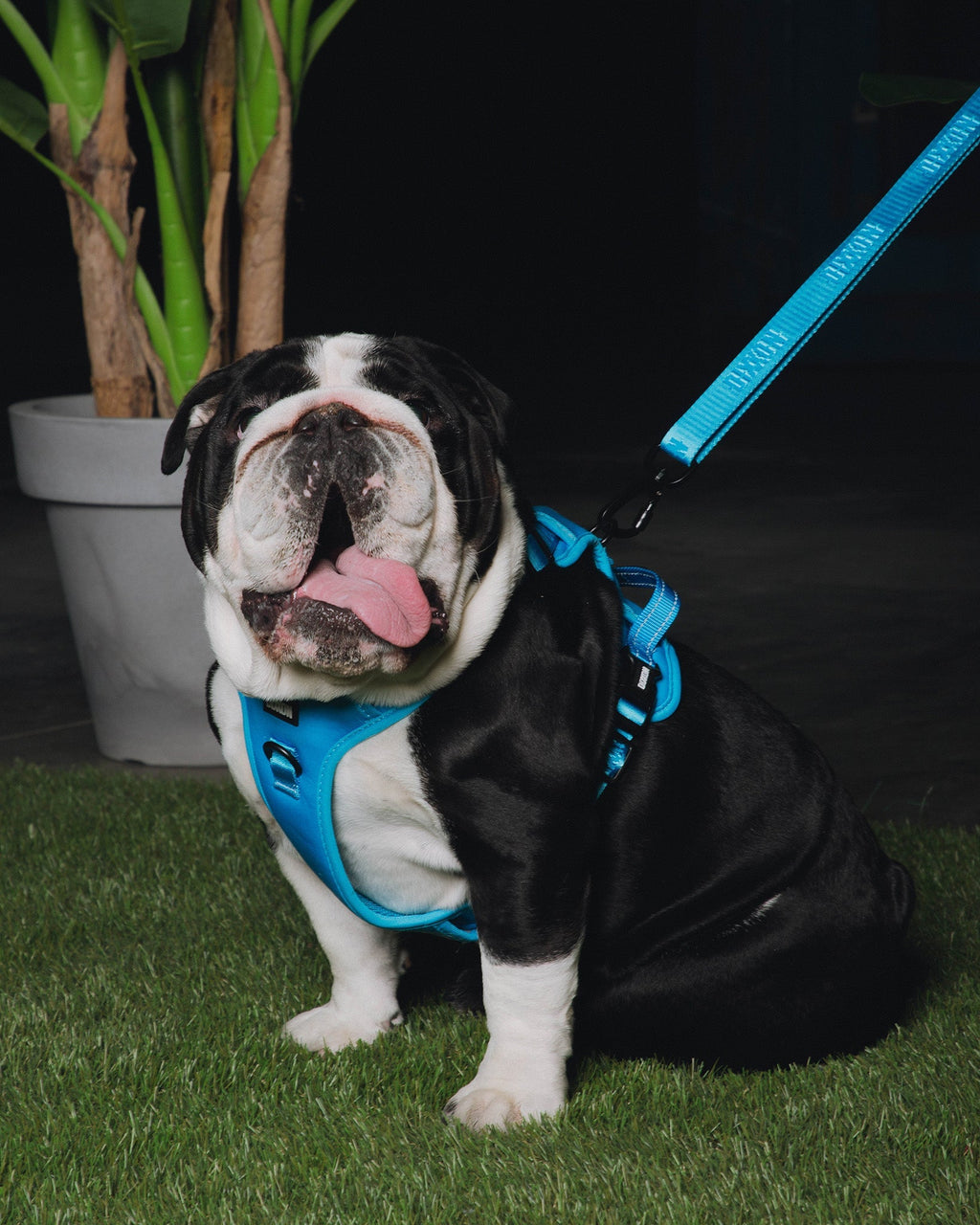 Dixxon Mesh Dog Harness - Blue