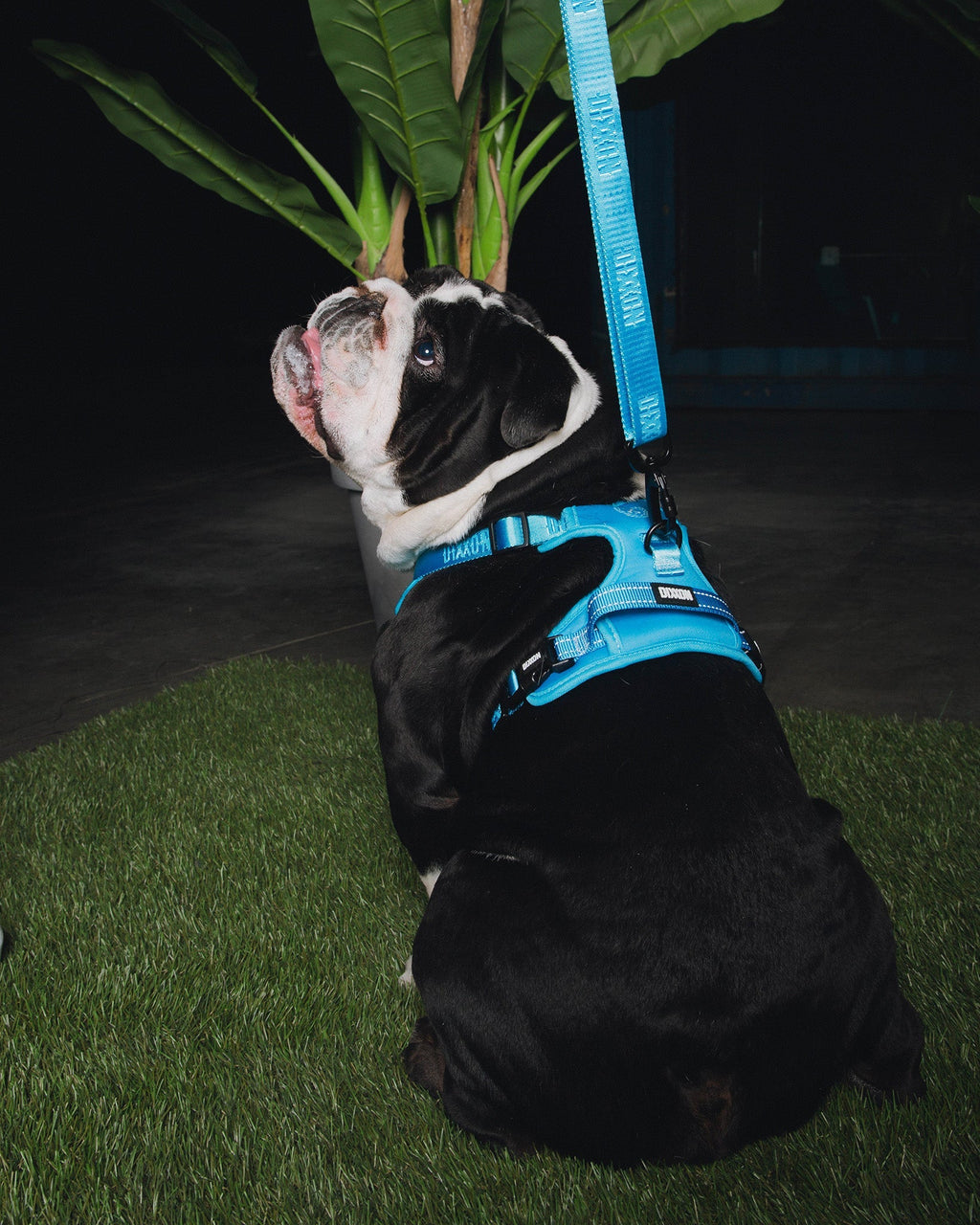 Dixxon Mesh Dog Harness - Blue