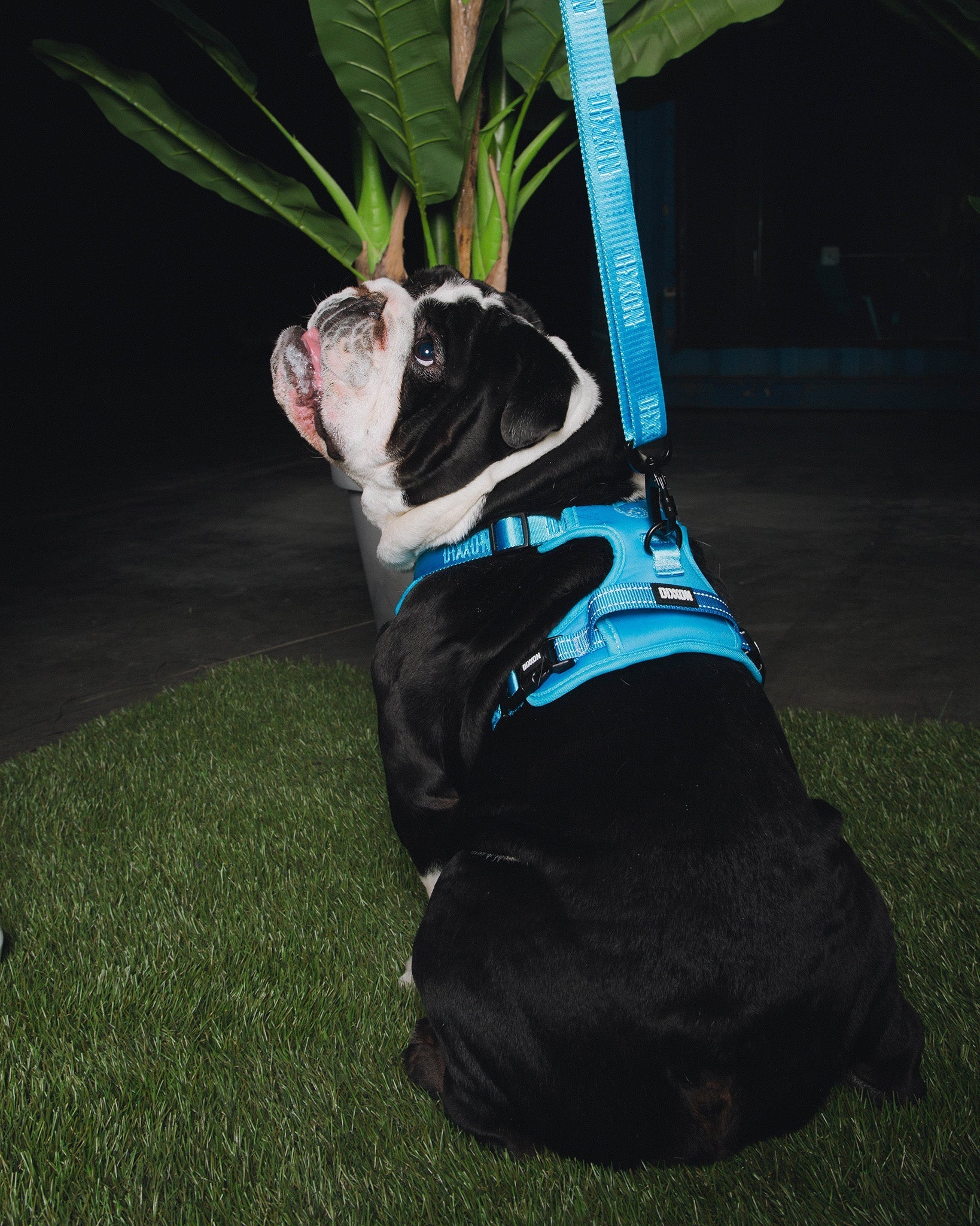 Dixxon Mesh Dog Harness - Blue