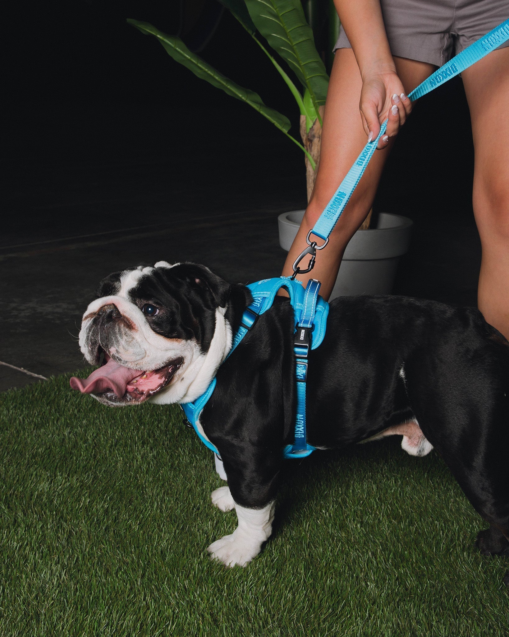 Dixxon Mesh Dog Harness - Blue