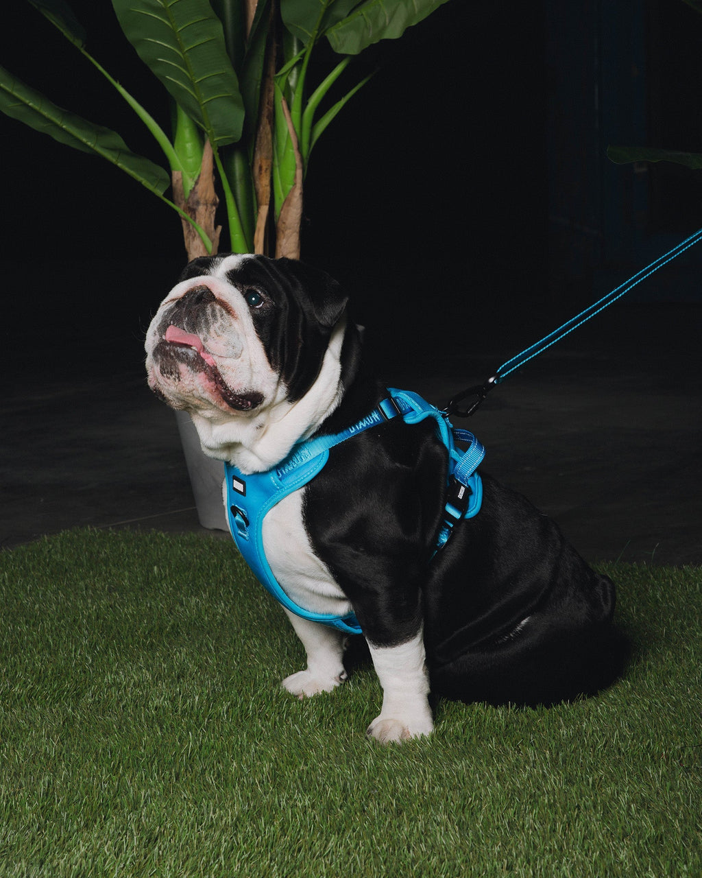 Dixxon Mesh Dog Harness - Blue