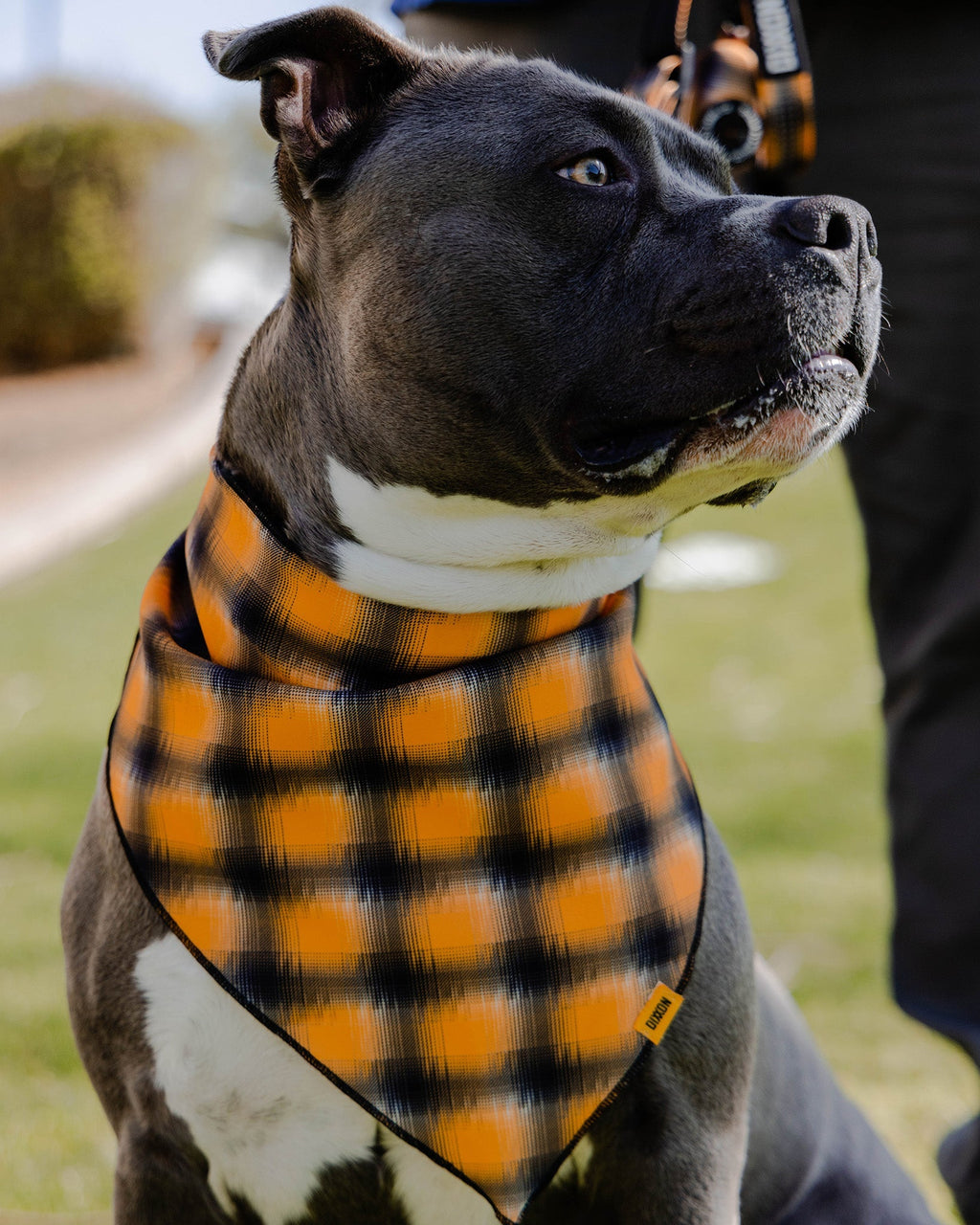 Dog Bandana - My Brother's Keeper