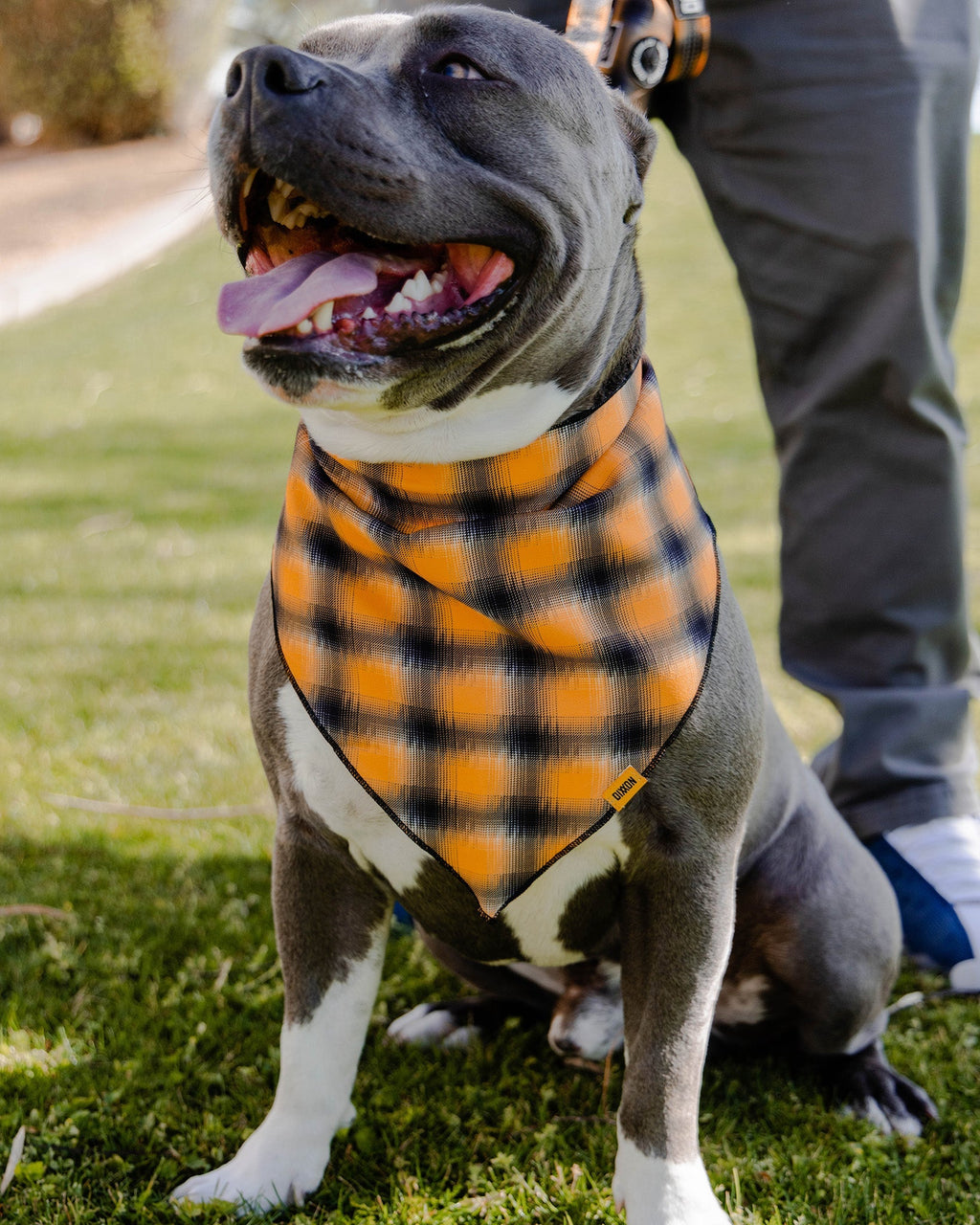 Dog Bandana - My Brother's Keeper