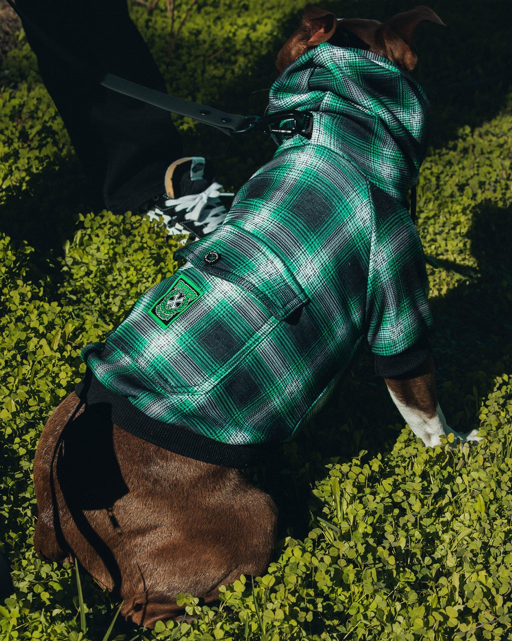Dog Hoodie - Emerald Isle