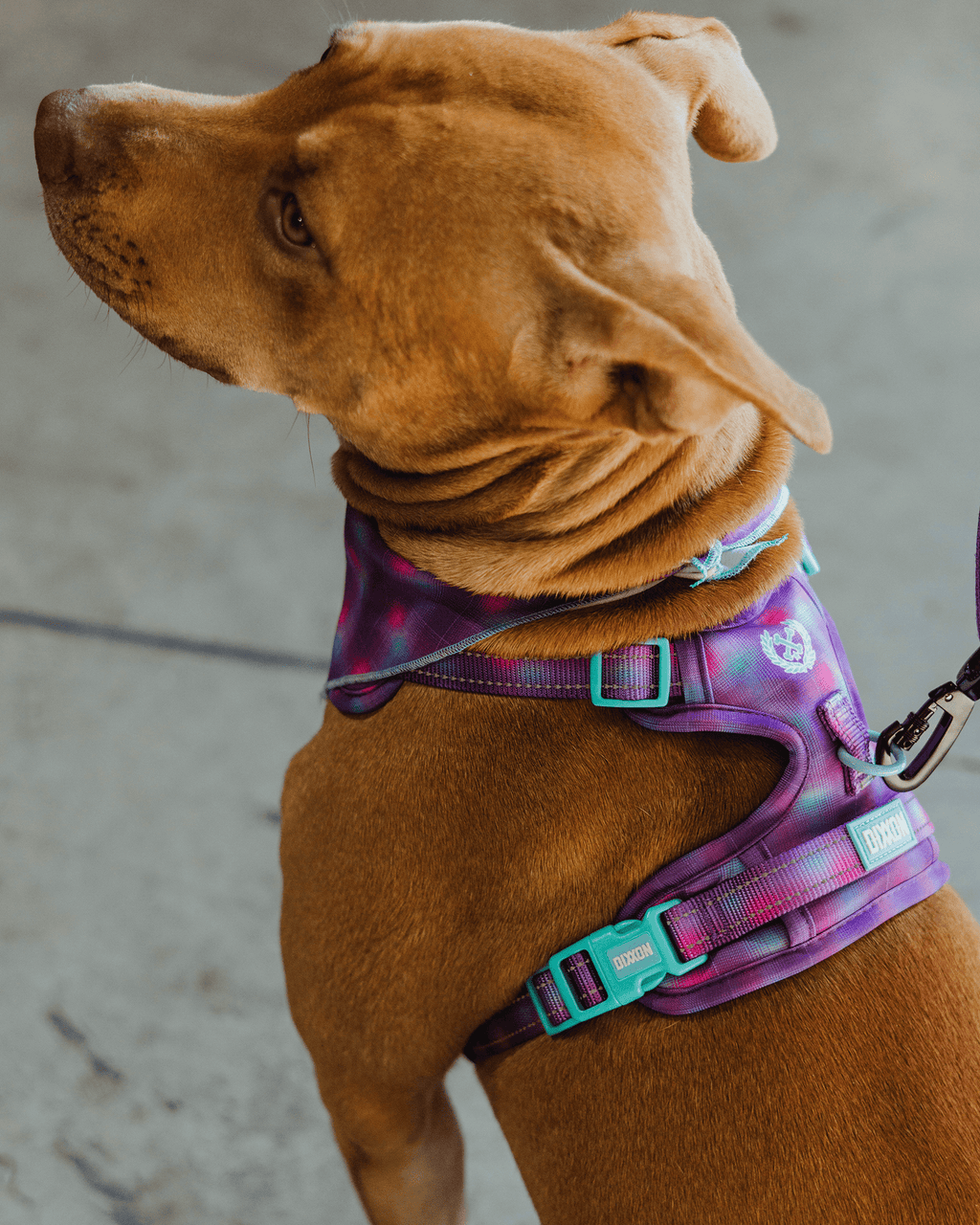 Mesh Dog Harness - Aqua & Pink