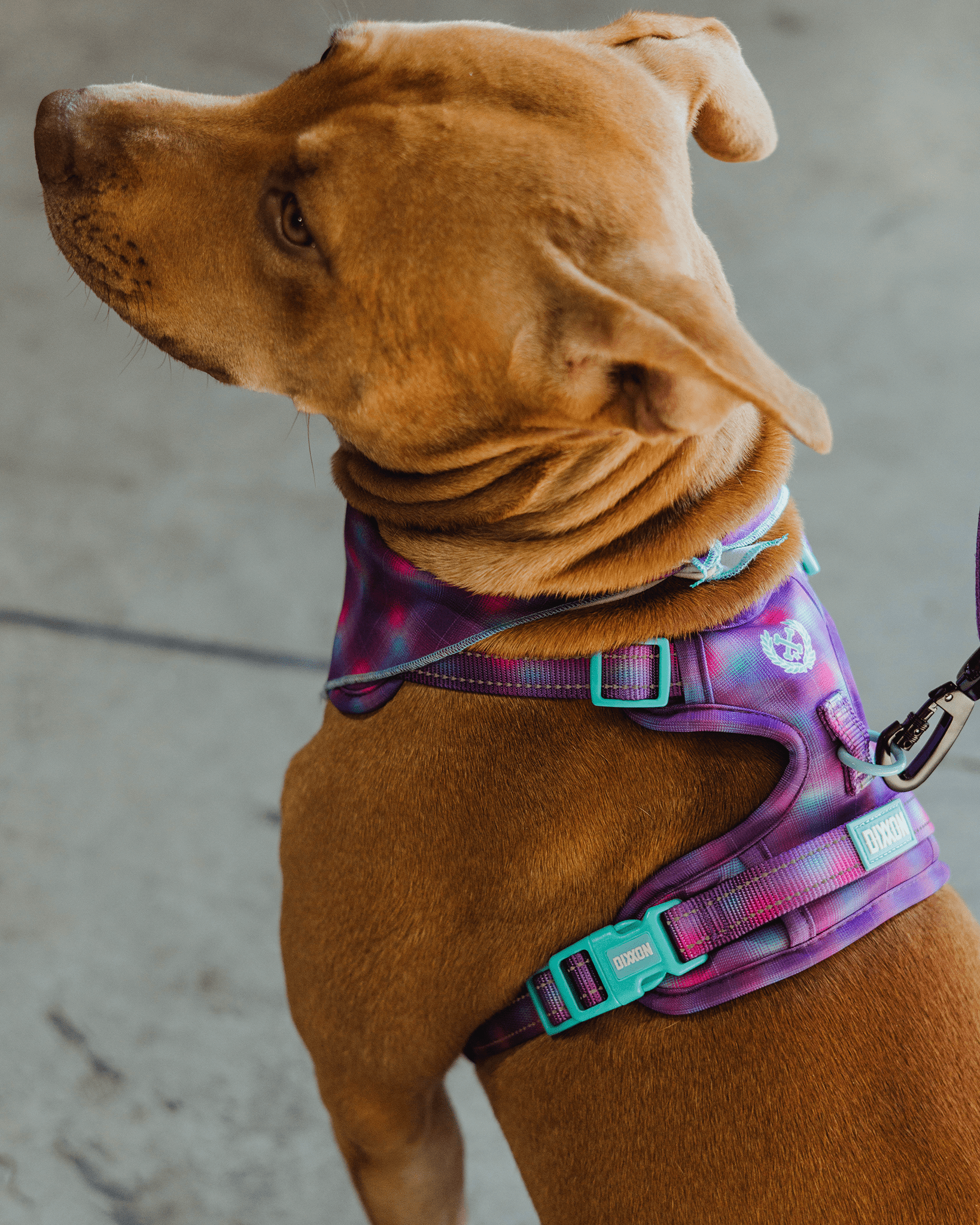 Mesh Dog Harness - Aqua & Pink