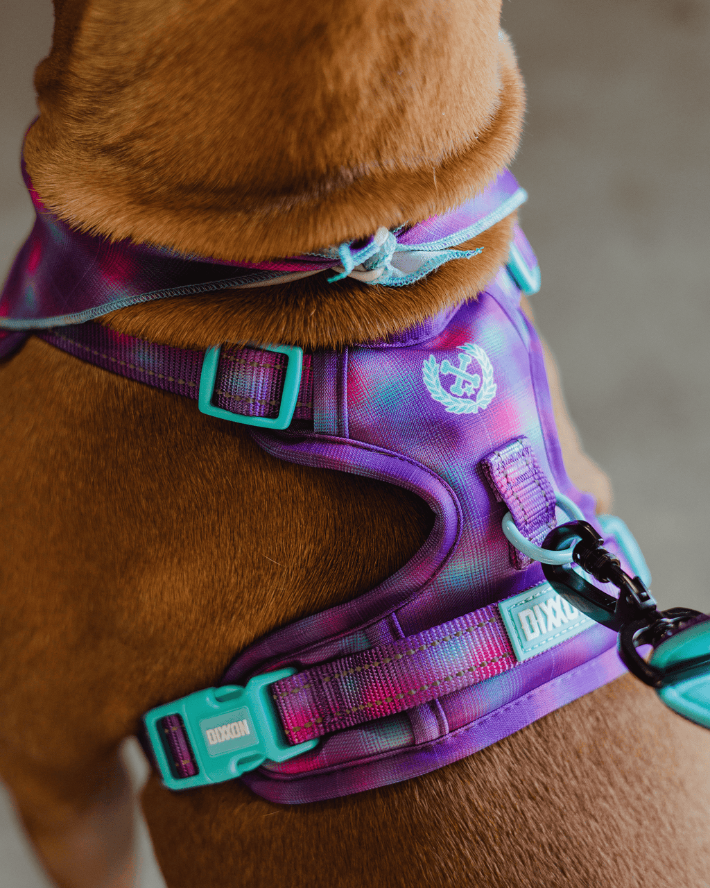 Mesh Dog Harness - Aqua & Pink