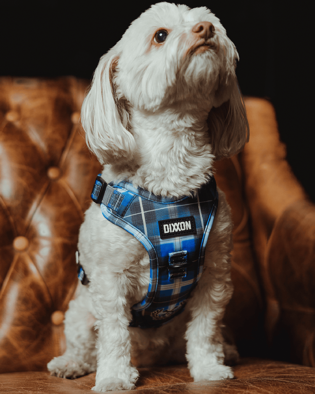 Mesh Dog Harness - Aruba