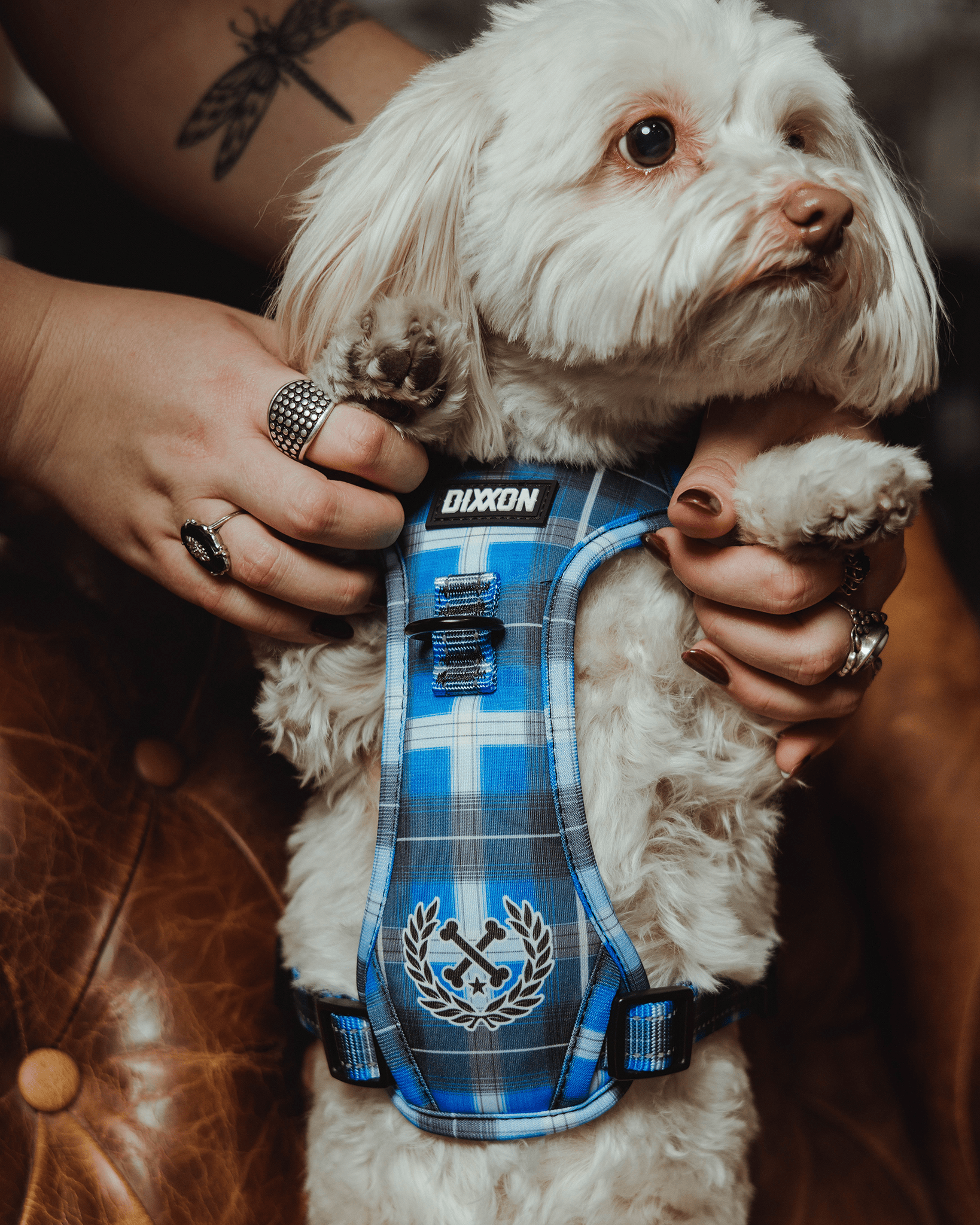 Mesh Dog Harness - Aruba