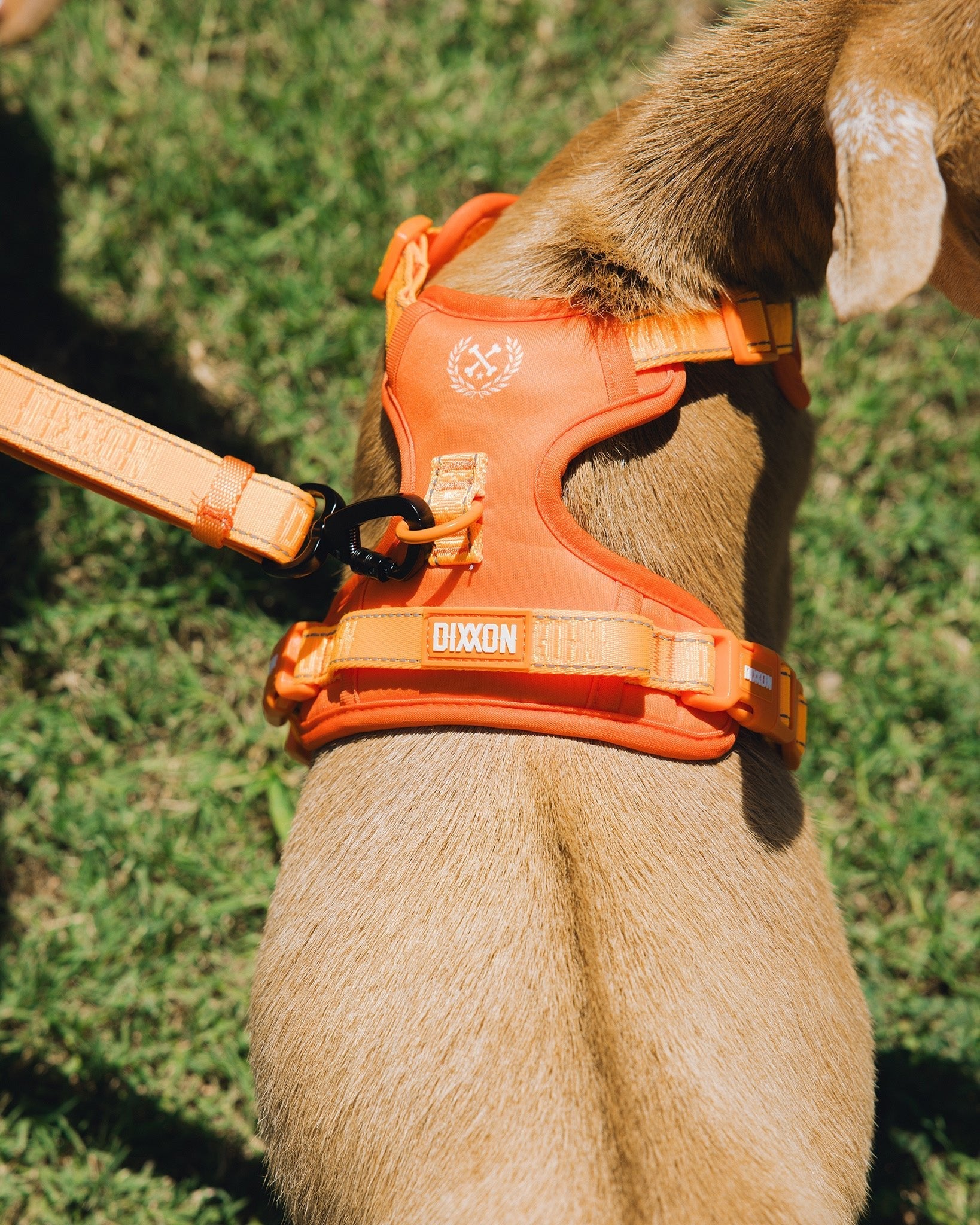 Mesh Dog Harness - Floro Orange