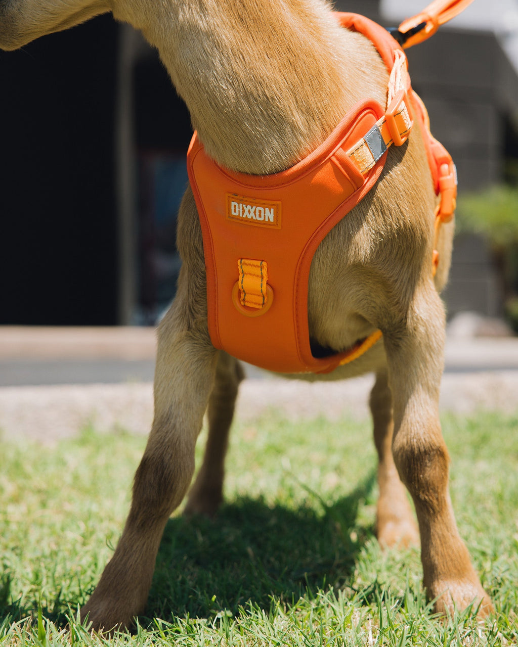Mesh Dog Harness - Floro Orange
