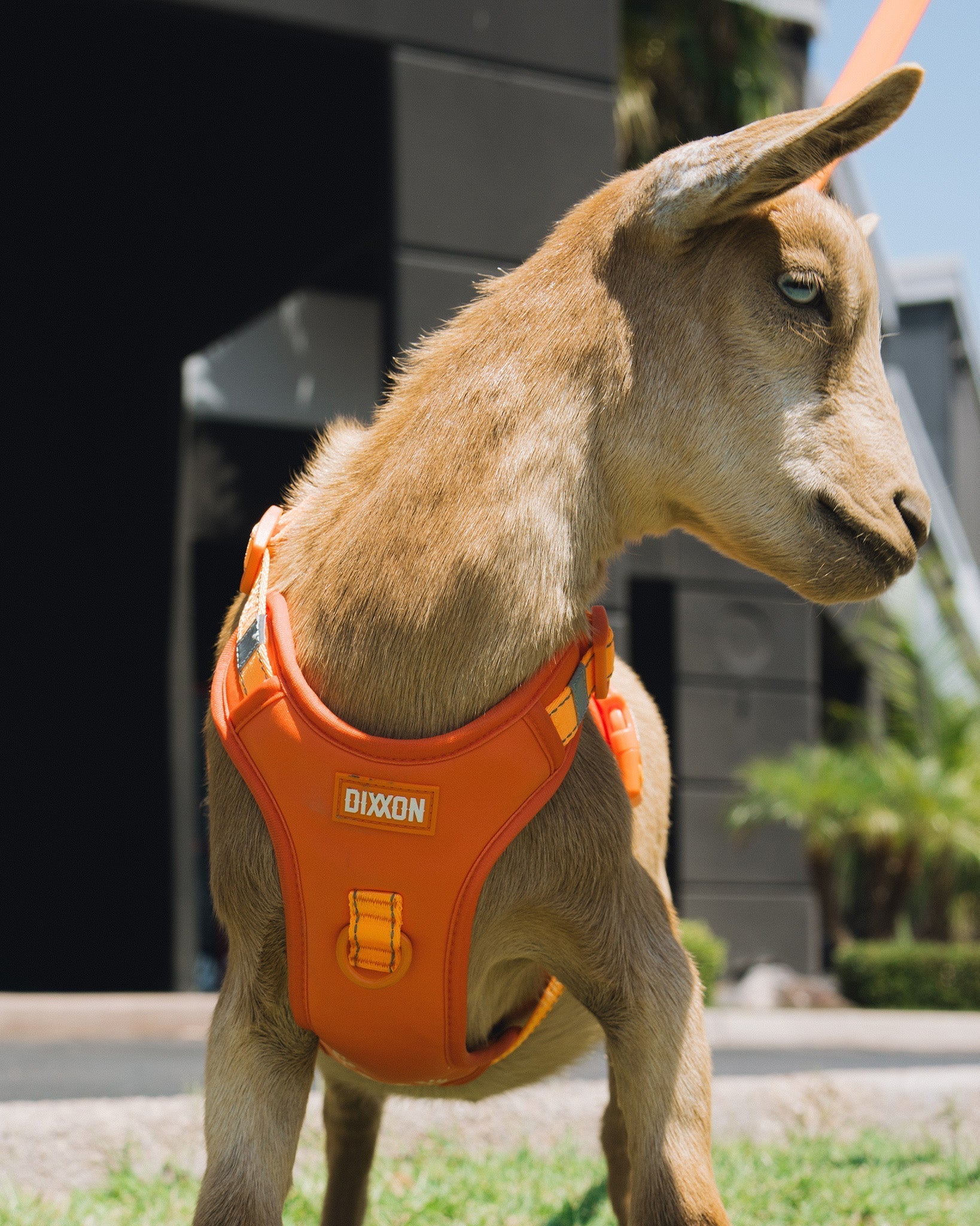 Mesh Dog Harness - Floro Orange