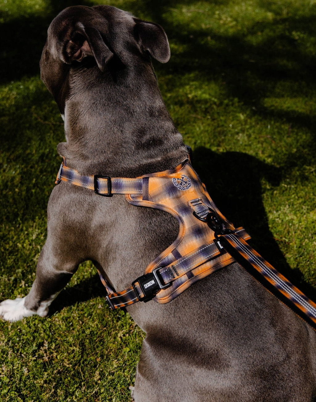 Mesh Dog Harness - My Brother's Keeper