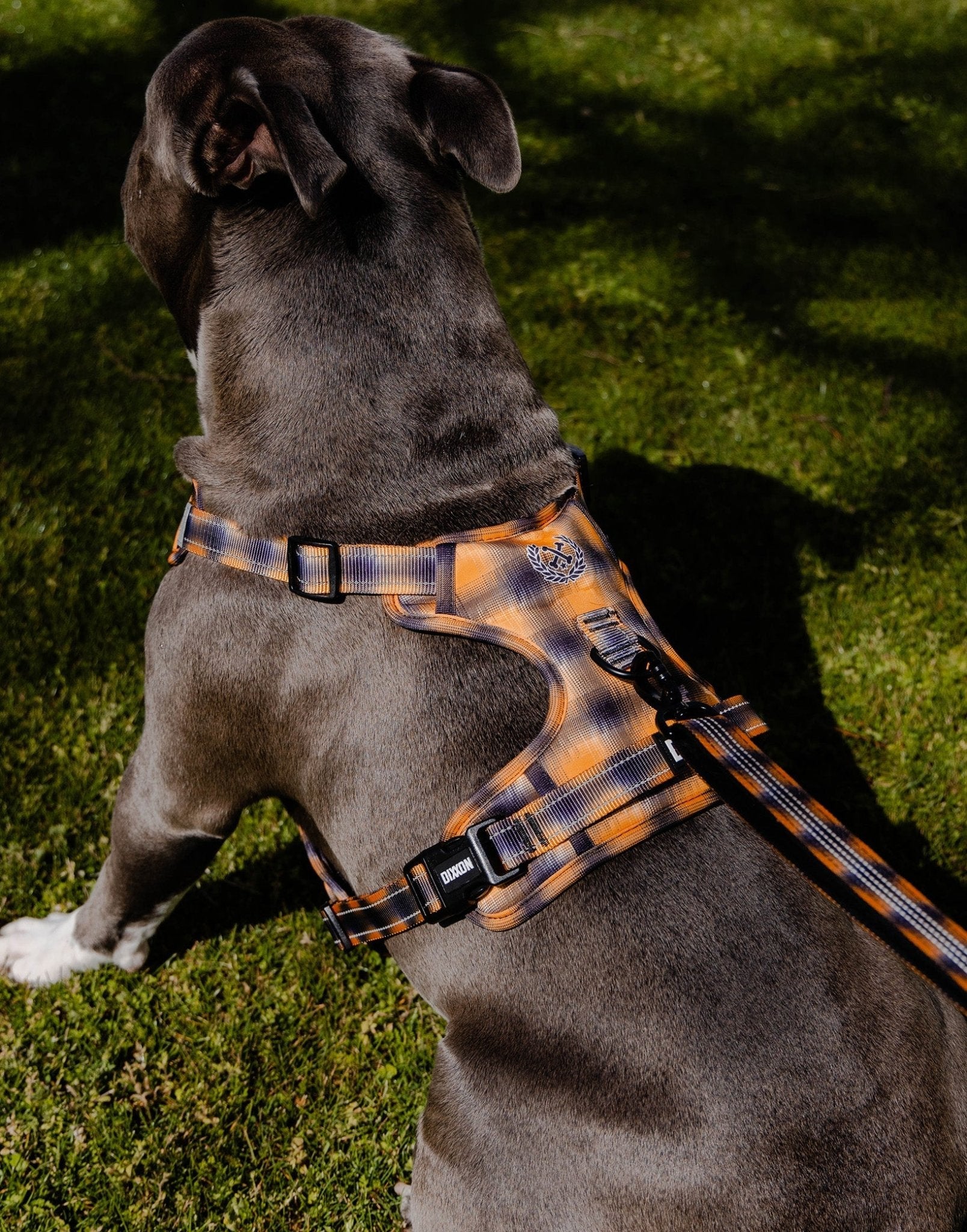 Mesh Dog Harness - My Brother's Keeper