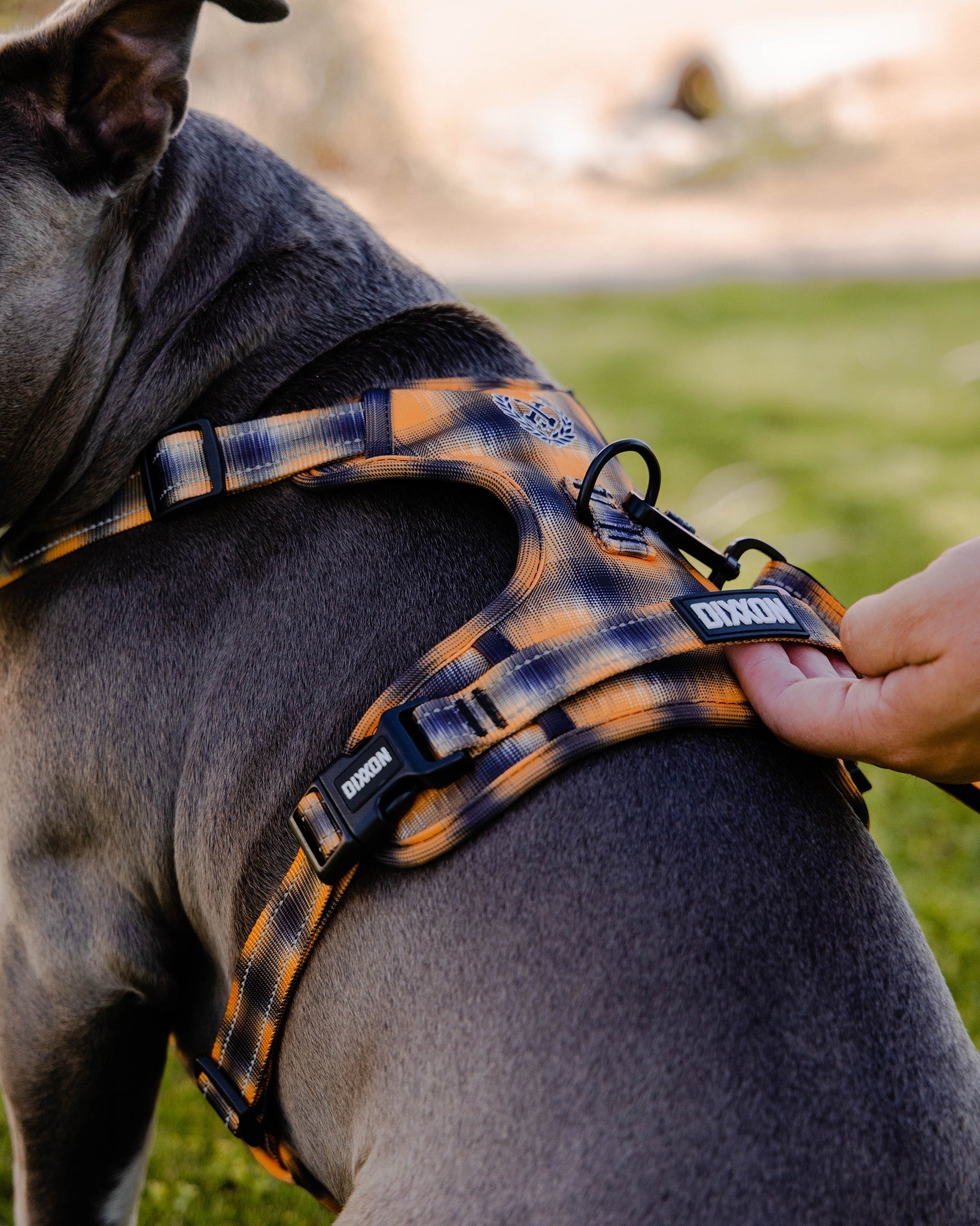 Mesh Dog Harness - My Brother's Keeper