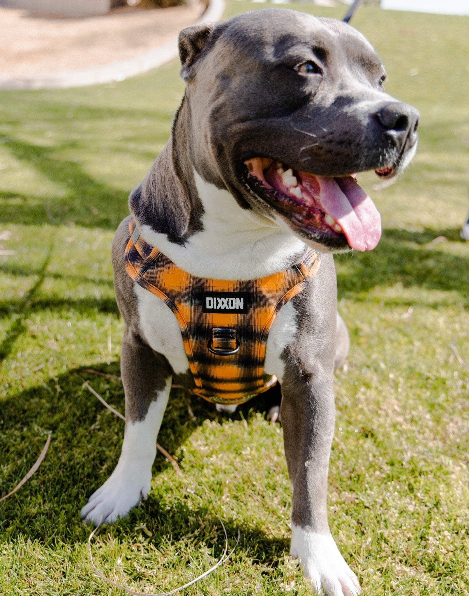 Mesh Dog Harness - My Brother's Keeper