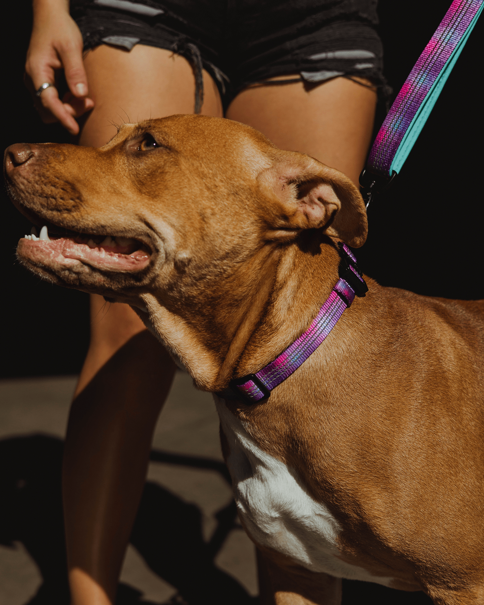 Polyester Dog Collar - Aqua & Pink