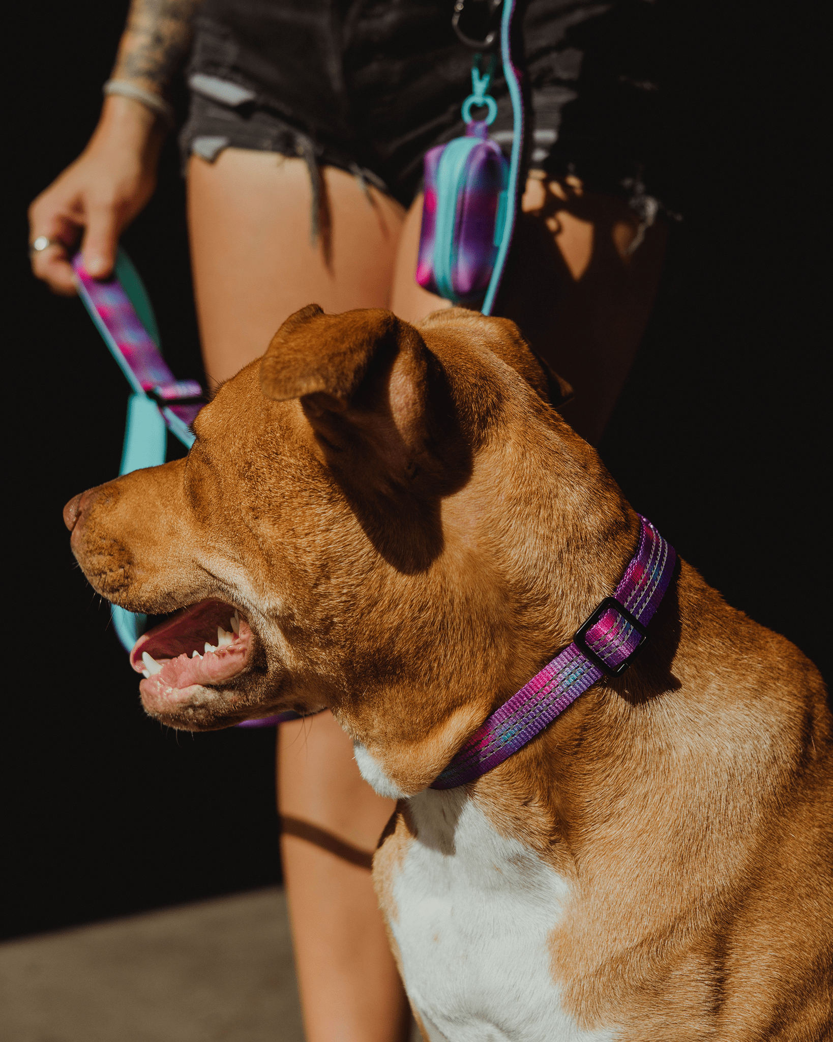 Polyester Dog Collar - Aqua & Pink