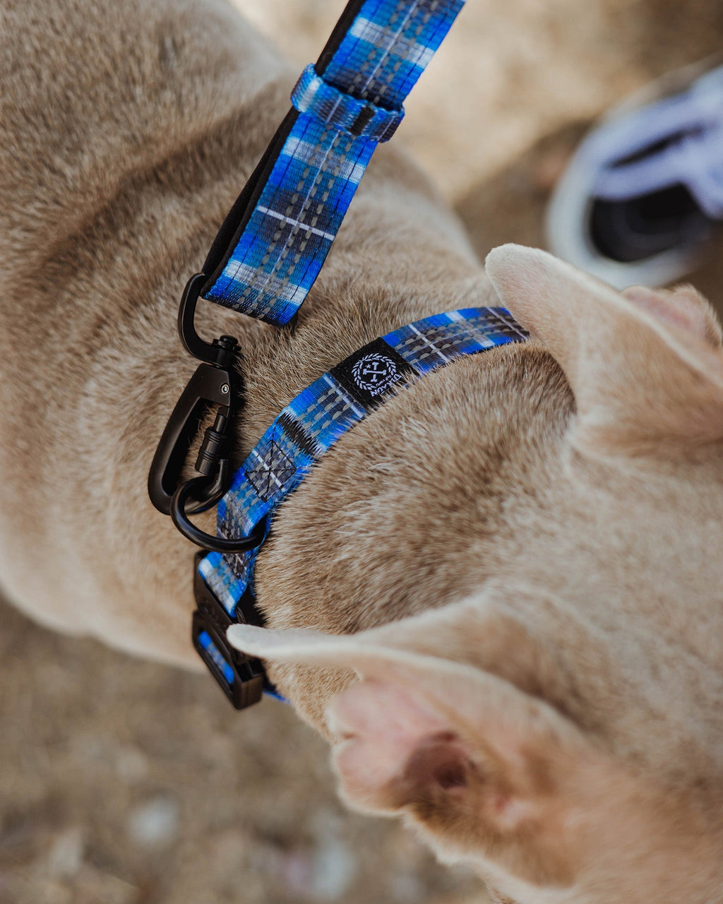 Polyester Dog Collar - Aruba