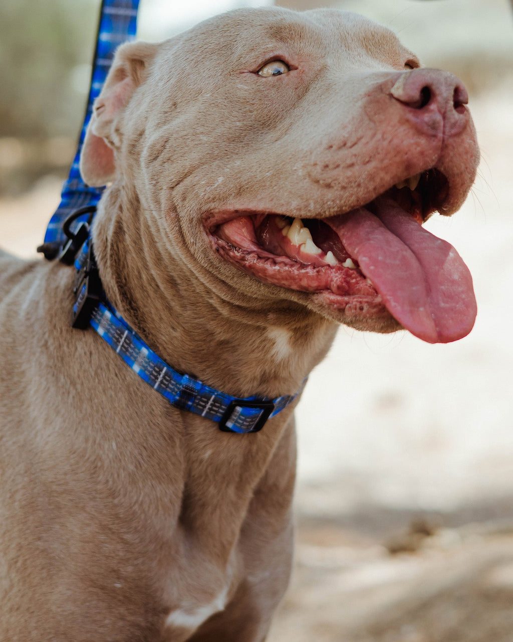 Polyester Dog Collar - Aruba