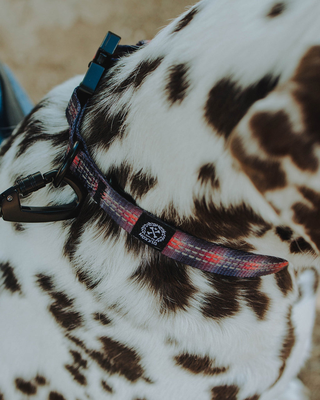 Polyester Dog Collar - Ash