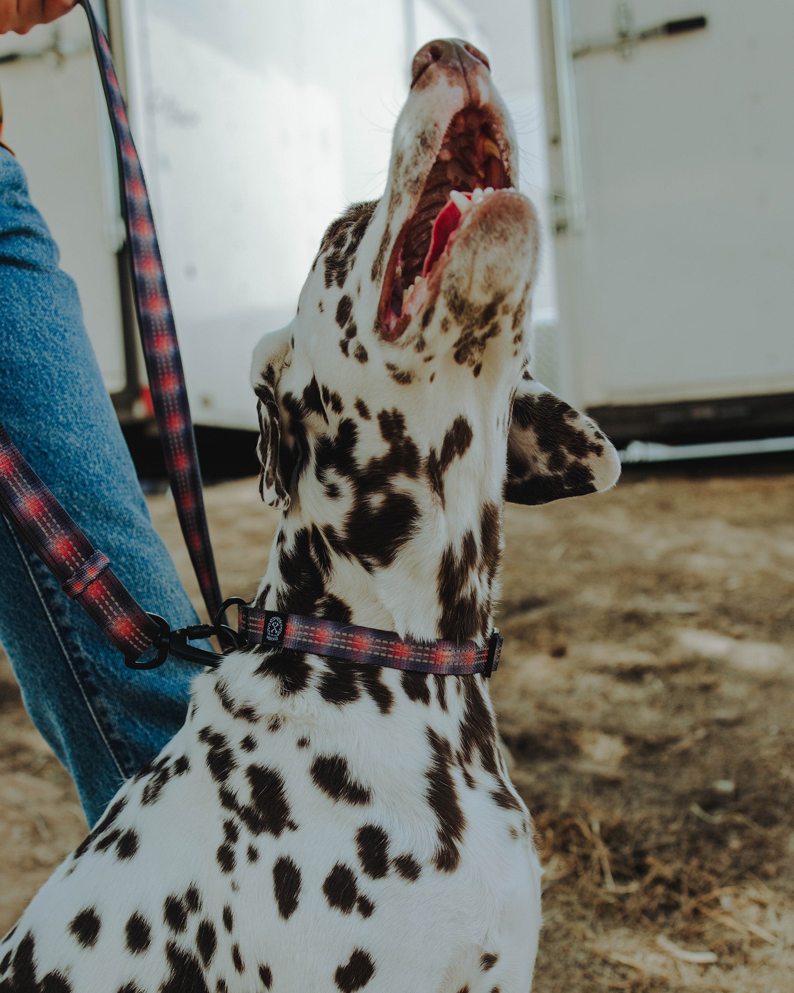 Polyester Dog Collar - Ash