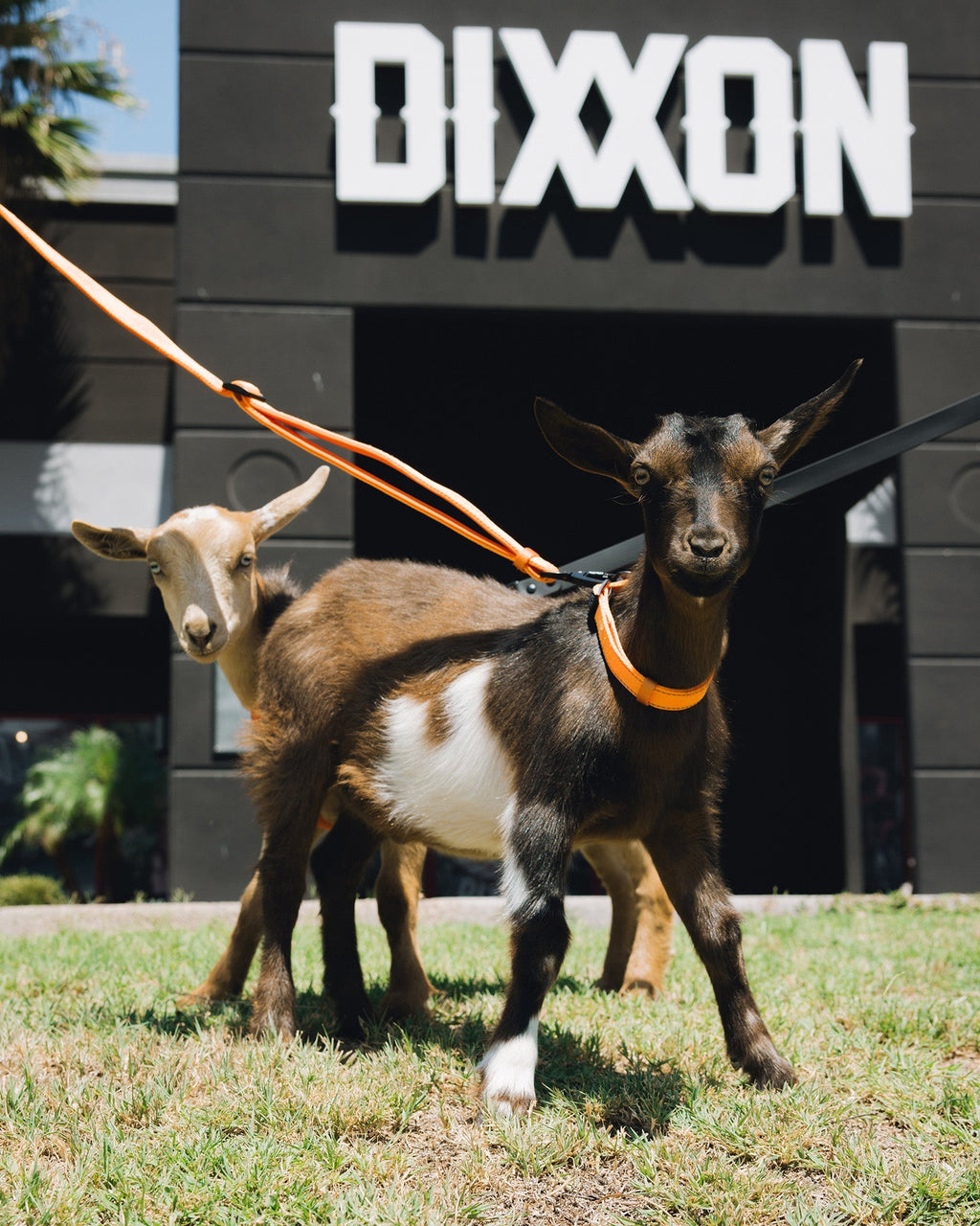 Polyester Dog Collar - Floro Orange