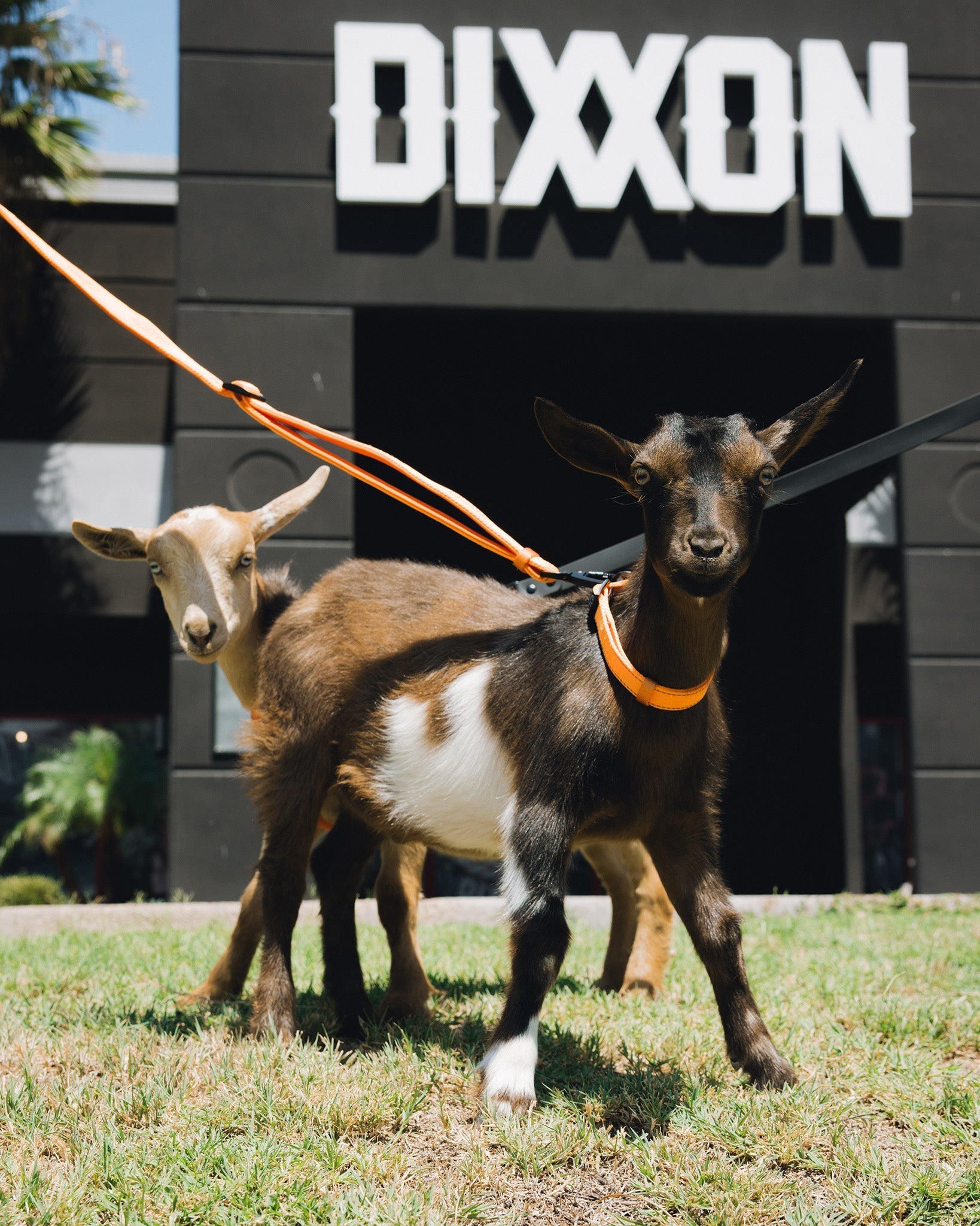 Polyester Dog Collar - Floro Orange