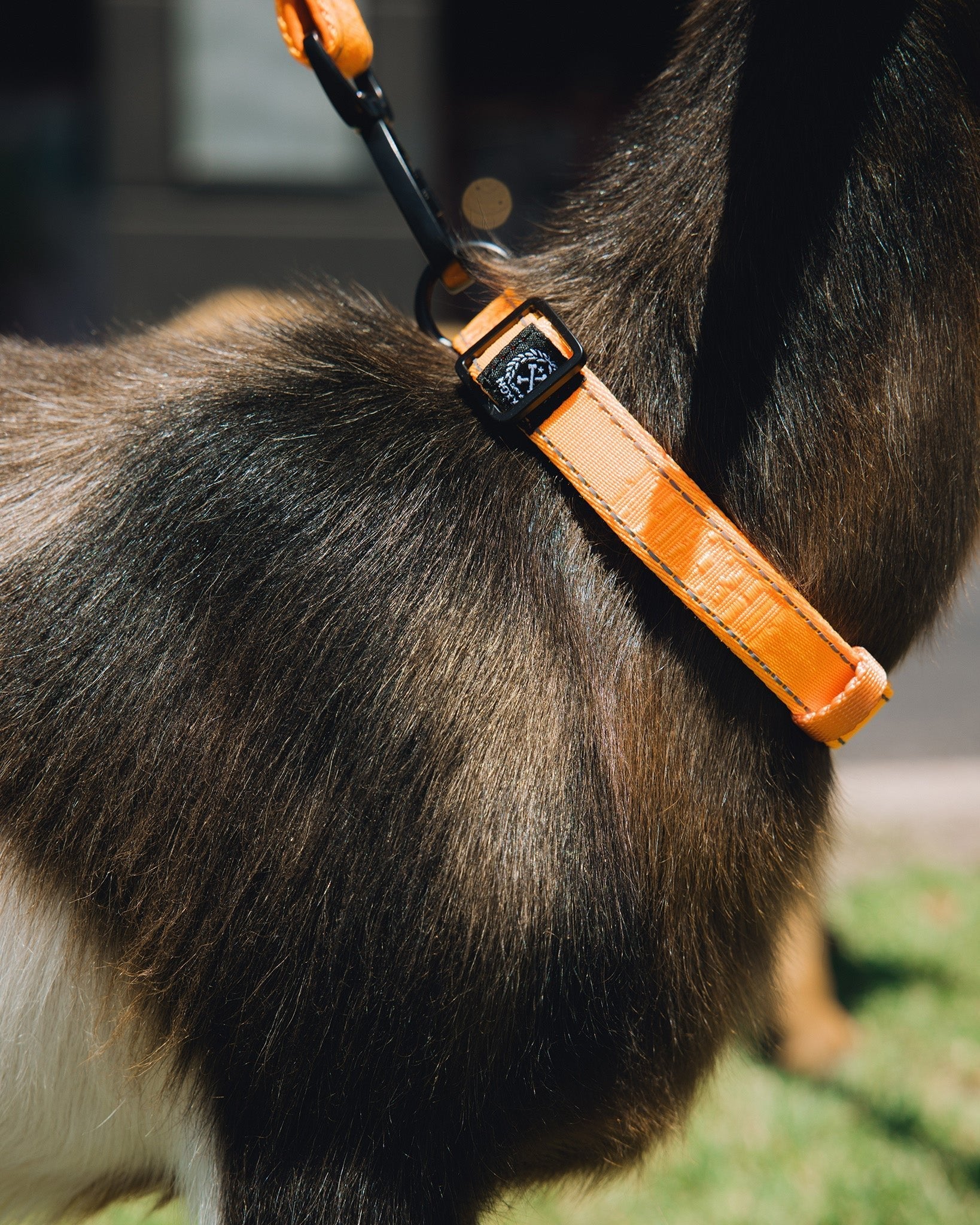 Polyester Dog Collar - Floro Orange