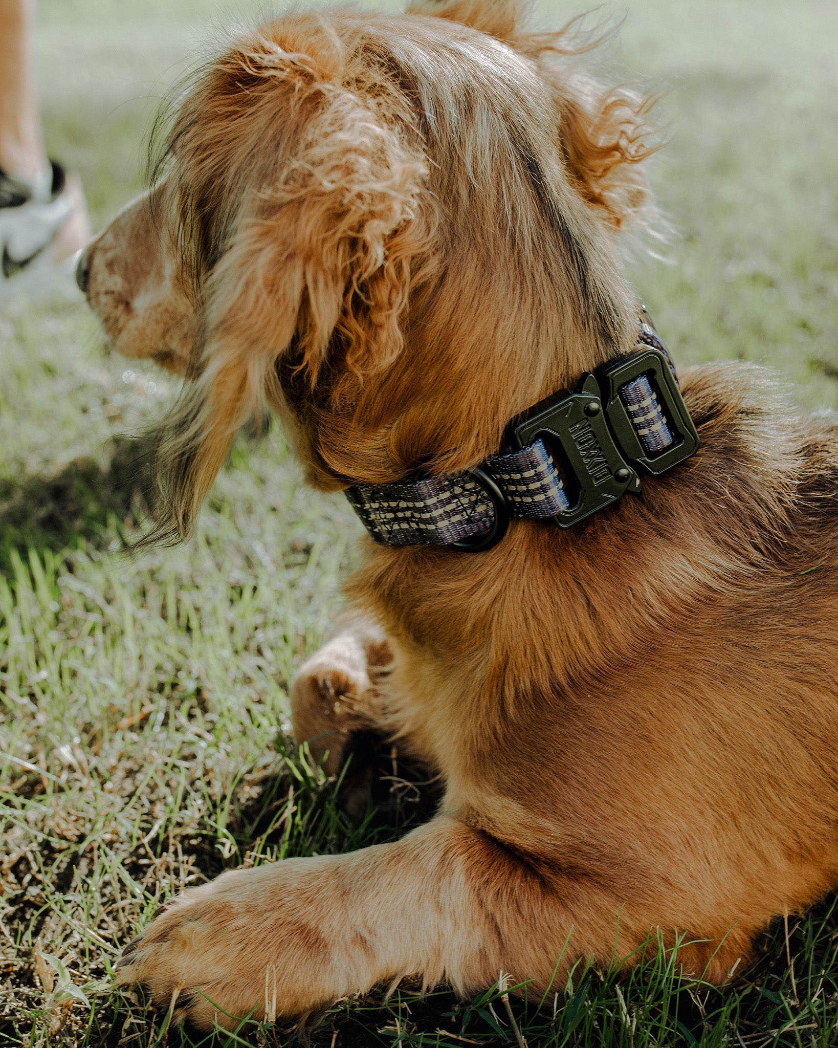 Polyester Dog Collar - Murked