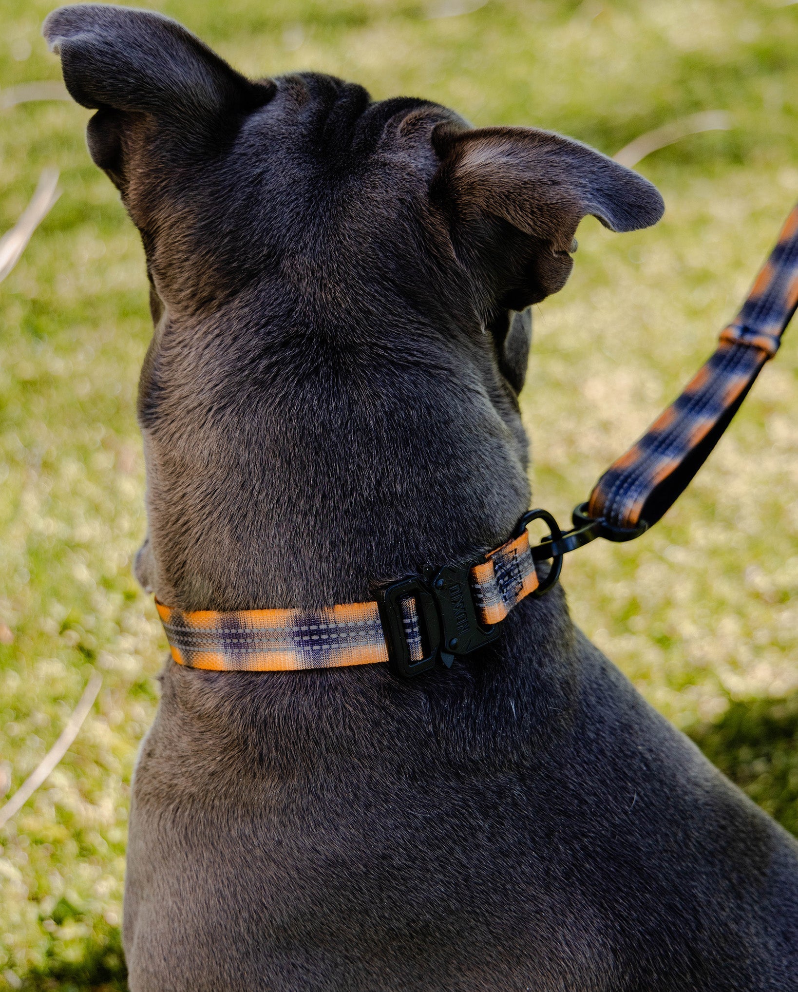 Polyester Dog Collar - My Brother's Keeper